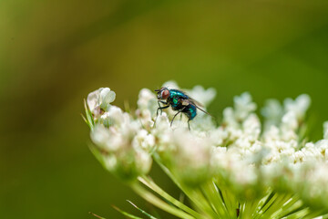 A detailed closeup of a fly resting on beautiful white flowers thriving in natures beauty