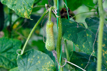 The cucumber ovary turns yellow and dries out. Lack of microelements, nutrition.