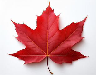 A red maple leaf isolated on white. Very detailed.