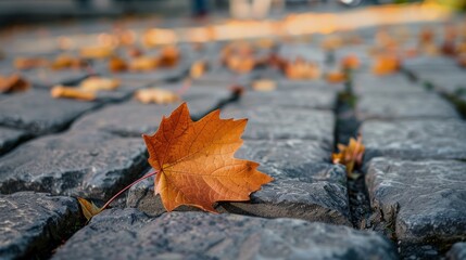 Fallen leaf on stone path