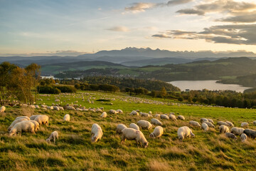 Fototapeta premium The flock of sheep grazing in the mountains at sunset in Southern Poland