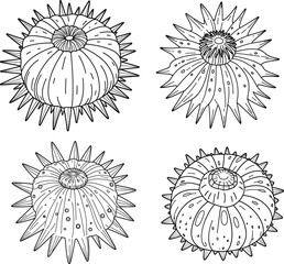 Sea Urchin hand drawing coloring page and outline vector design