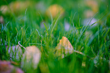 Autumn yellow leaves on the lawn