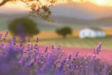 Fototapeta premium Lavender Field Sunset