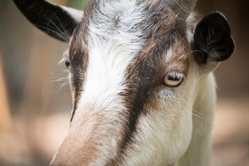 portrait of a goat