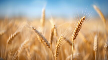 Fototapeta premium Golden Wheat Field Under Blue Sky