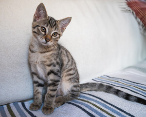 portrait d'un petit chat tigré