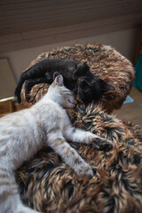 petits chatons dorment dans la fourrure 
