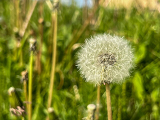 A dandelion in close-up among the green surroundings