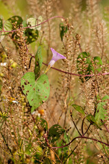 A tievine vine with a single lavender flower grows among dried poor man's pepper in a sunny field in late May in Florida. Nice details and textures.