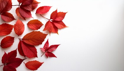 Autumn composition background Autumn fall concept Flat lay top view copy space red leaves on white isolated