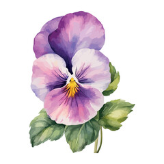 Vector beautiful watercolor pink, purple and violet pansy.