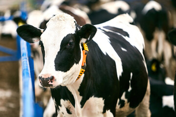 A cow with black and white spots is standing near the fence. Agricultural industry. Selective focus