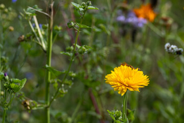 blooming marigold flower