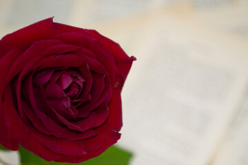 single red rose