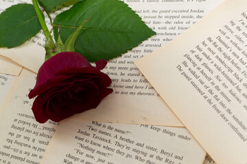 rose and book
