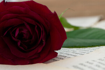 red rose on a book