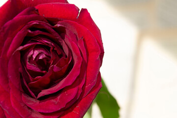 red rose with drops