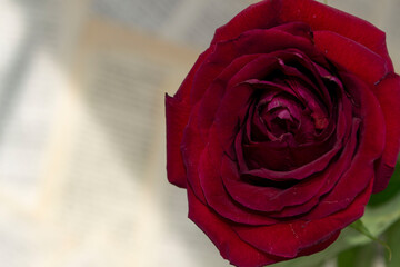 red rose with drops