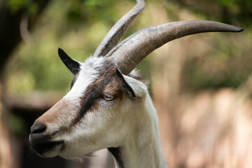 close up of a goat