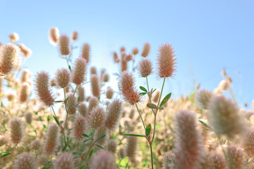 Landscape with flowers in the wind 