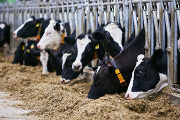Several cows live in an old barn. Agricultural industry. Selective focus © korsarid