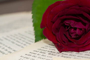 red rose on book