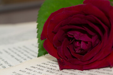 red rose on a book