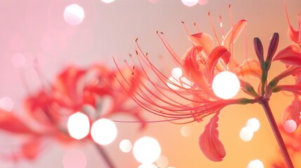  A focused image of a rose with out-of-focus background illumination and indistinct petal detail on the reverse