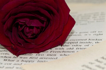 red rose on book