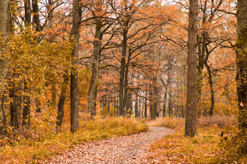 Obraz premium Wonderful forest path with yellow and red trees. Classic autumn landscape