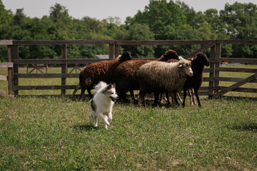 Fototapeta premium A white dog herds sheep in a pen against a beautiful green landscape