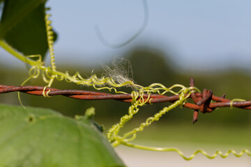 Photo of curling tendrils of Convolvulus. Species of flowering plants . Common names include bindweed and morning glory