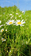 white and yellow flowers in the meadow in Central Europe (Poland), Bellis perennis, Leucanthemum vulgare or one of the camomile species © Lartos