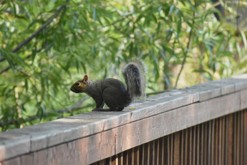 03 - Parc Maritime Nicolet 27 Juillet 2024