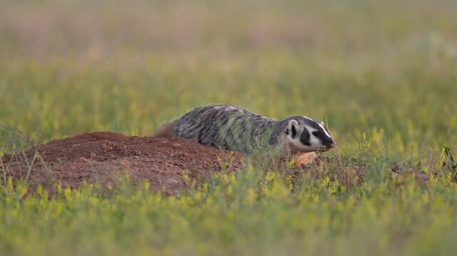 American badger (Taxidea taxus) trying to dig a prairie dog out of its burrow or den, slow-motion, 1/2 natural speed.