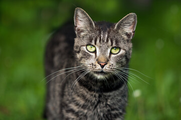 Curious tabby cat on natural blurred green background. Looking into camera