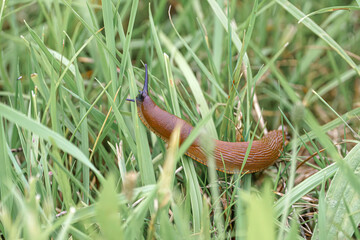 A large slug crawls on the green grass.