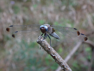 Scarce chaser dragonfly (Libellula fulva), mature female perching on a stick