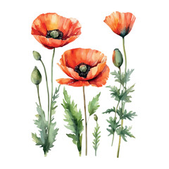 Obraz premium Red poppy flower watercolor illustration vector. Meadow wild blossom set, field blooming plants clip art. Green buds and leaves