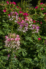 Cleome blooms in the garden. Cleome (lat. Cleome) is a genus of annual or biennial plants of the Cleomaceae family.