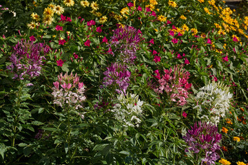 Cleome blooms in the garden. Cleome (lat. Cleome) is a genus of annual or biennial plants of the Cleomaceae family.