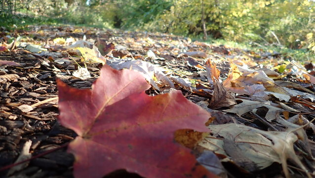A red autumn leaf nestled among fallen leaves on a wooded path, capturing the peaceful essence of fall. Ideal for creating seasonal advertisements or nature-themed designs.
