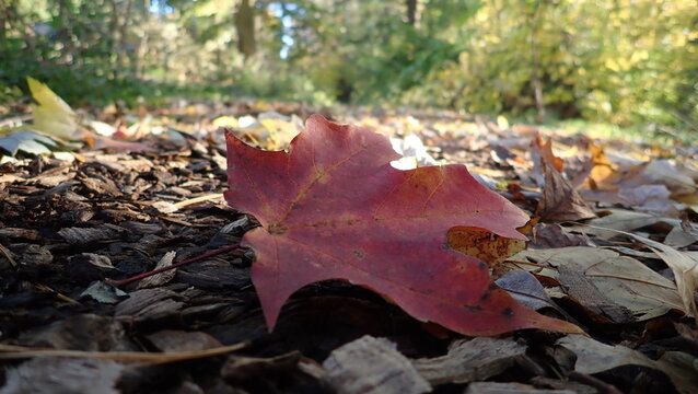 A solitary red leaf on a forest path amidst fallen autumn foliage, embodying the quiet beauty of nature’s seasonal cycle. Great for nature blogs or autumn-themed social media posts.