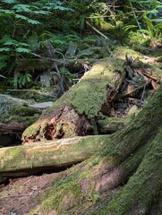 Moss covered forest walk, at Mt. Hood, Oregon