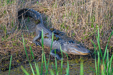 Alligator Watching From a Marshland Shore