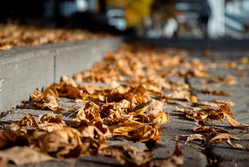 Autumn season atmosphere. Wind moves dry yellow fallen leaves lying on ground of park by curb. Low angle view close-up. Roadside by pavement. Sunny evening weather. Natural background. Fall concept
