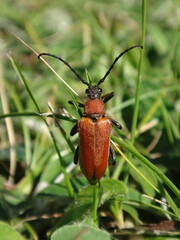 The red-brown longhorn beetle (Stictoleptura rubra), female sitting in green grass