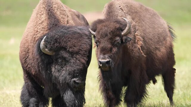 American Bison (Bison bison) or Buffalo Bull and Cow showing interest in each other as the breeding season arrives, July in South Dakota. Slow-motion, 1/2 natural speed.