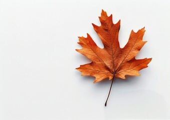 Fototapeta premium Single Brown Leaf on White Background